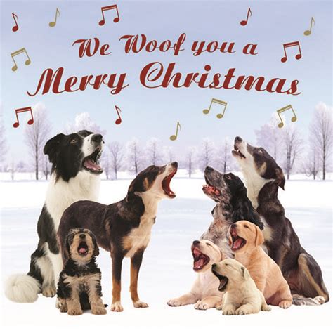 dogs trust charity shop|Christmas .
